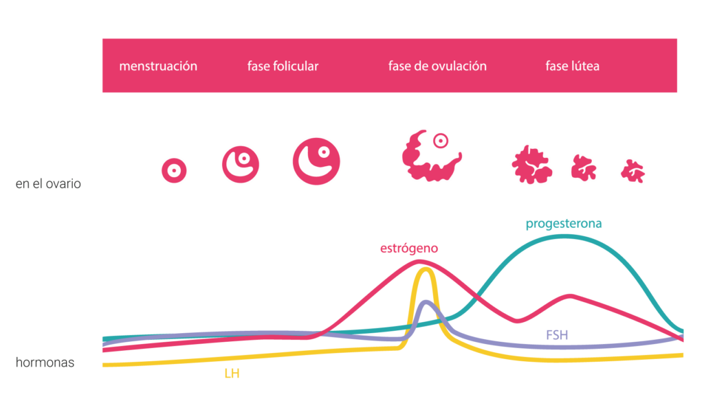 Infografía científica en español sobre el ciclo menstrual que ilustra las cuatro fases (menstruación, fase folicular, fase de ovulación y fase lútea), mostrando los cambios de los folículos en el ovario y las fluctuaciones de las hormonas estrógeno, progesterona, LH y FSH a través de un gráfico de líneas.