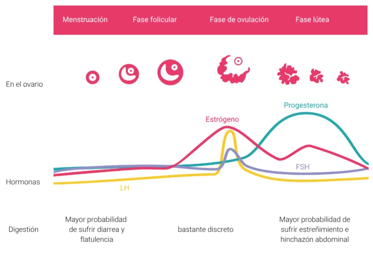 Infografía sobre el ciclo menstrual con tres niveles: 1. Las fases del ciclo (desde la menstruación hasta la fase lútea) y la maduración folicular en el ovario. 2. La evolución de las hormonas estrógeno, progesterona, LH y FSH. 3. La influencia en la digestión, con indicaciones sobre una mayor probabilidad de sufrir diarrea durante la menstruación y estreñimiento en la fase lútea.