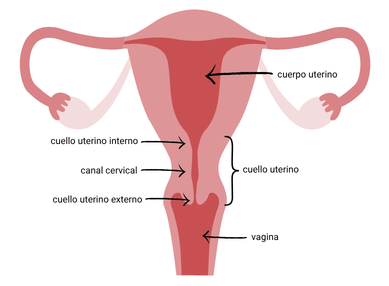 Representación esquemática de los órganos reproductores femeninos con las siguientes etiquetas: cuerpo uterino, orificio interno del útero, canal cervical, orificio externo del útero, cuello uterino (cuello) y vagina.